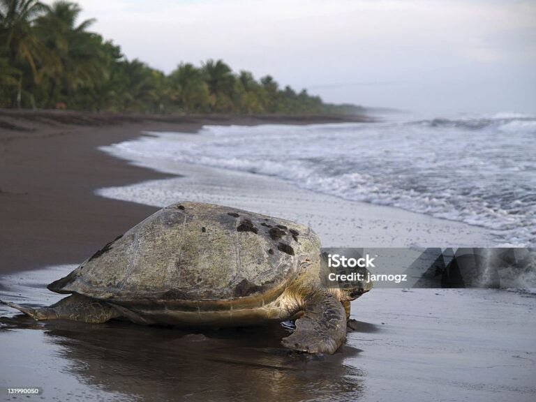Tortuguero canals and rainforest, Costa Rica