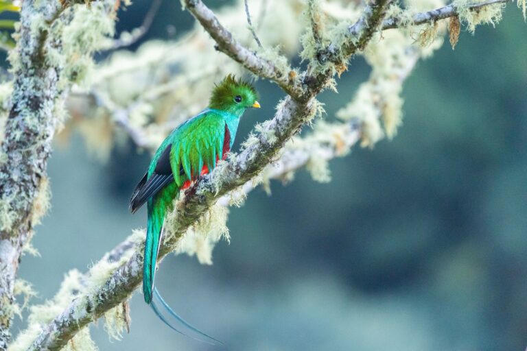 San Gerardo de Dota slaty forest, Costa Rica